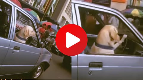 Dog Driving Car