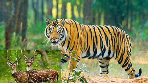 Tadoba Tiger Reserve Project