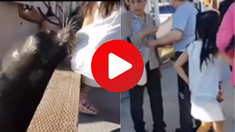 Fish Viral video