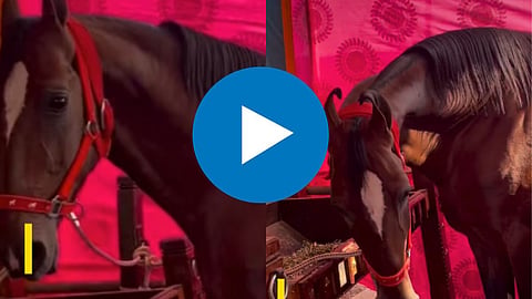 Horse Drinks Only Bisleri Water