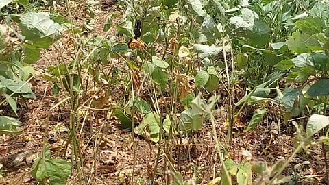 Nandurbar Drought