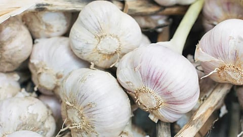 Garlic Price