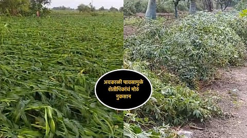 agriculture news Unseasonal rains in Maharashtra caused damage to agricultural crops on 1 lakh hectares