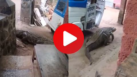 Crocodiles Viral Video