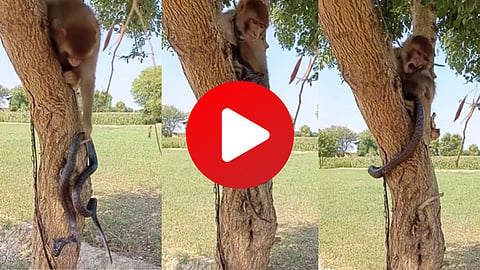 Monkey Plays With Cobra