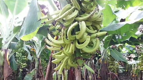 Banana Crop