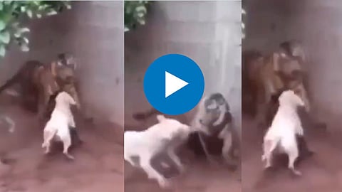 Viral Video