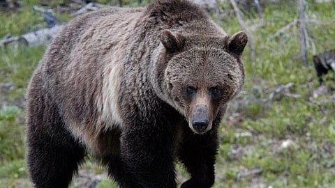 Bear Attack