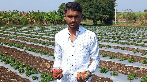 success story of chetan nimbalkar who groves starwberry in drought area