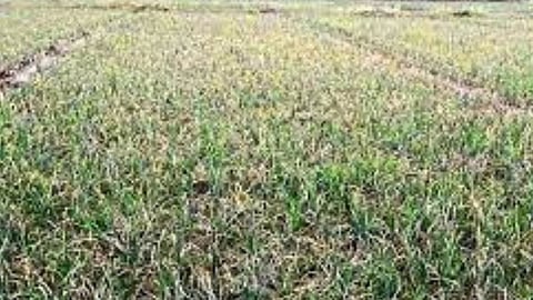 Onion Crop