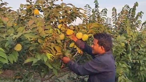 Sitafal Lagwad: Success Story of Farmer | Custard Apple Farming