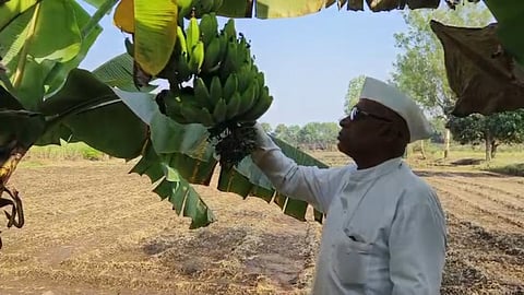 success story of maval farmer babasaheb rakhse earns from banana crop