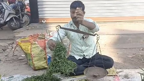 demand for harbhara increased in pandharpur