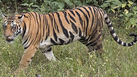 Two Women Fight With Tiger To Save Friend