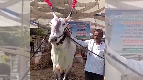 Solapur Yatra News