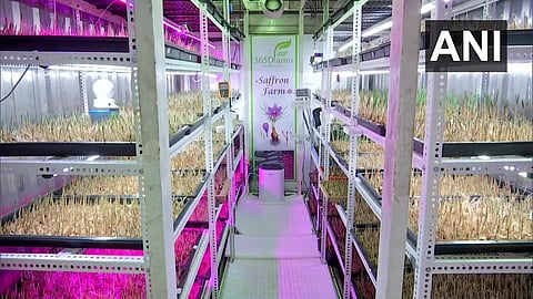 Saffron Farming