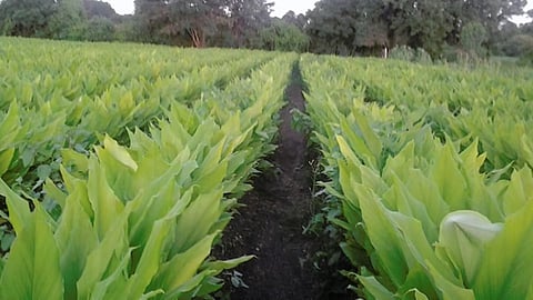 Turmeric Crop