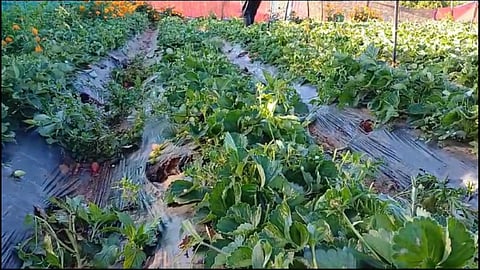 Strawberry Crop