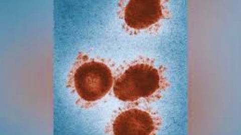 Zombie Virus