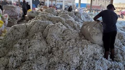 Cotton Price