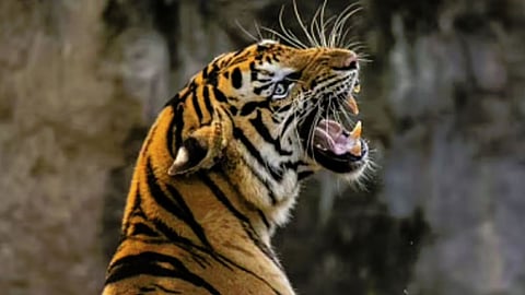 Tiger Attack