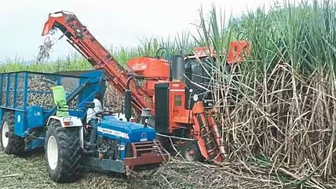 Sugarcane Cutting