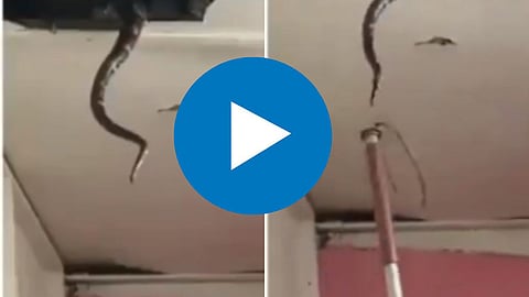 Snake Viral Video