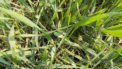 Wheat Crop