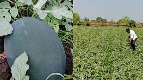 nanded farmer earns lakhs of rupees by growing tarbooj in farm