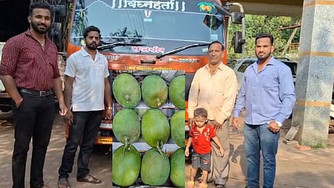 vengurla hapus amba in vashi apmc market