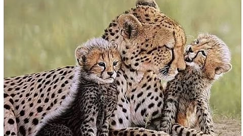 Project Cheetah
