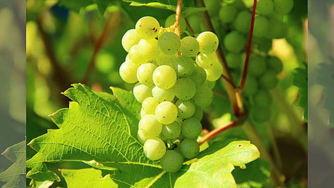 grapes Farming