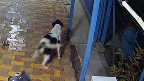 Dog Chased Leopard