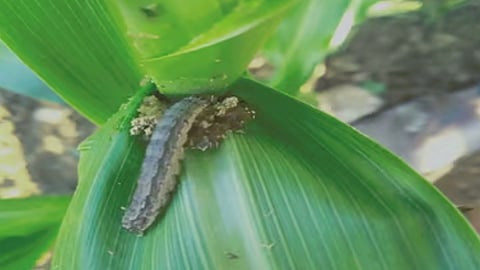 Agriculture News