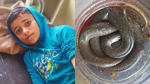 Chhatrapati Sambhajinagar Ajanta Snake News