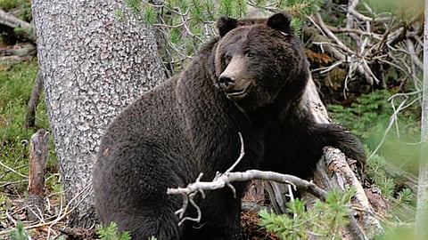 Bear Attack