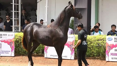 Bhimathdi Horses