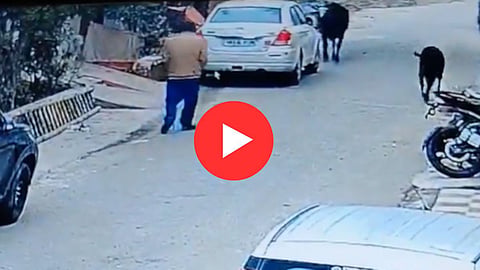 Elderly Man Dies In Bull Attack CCTV Footage