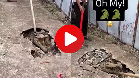 Crocodile Under Road