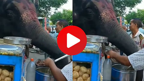 Elephant Viral Video