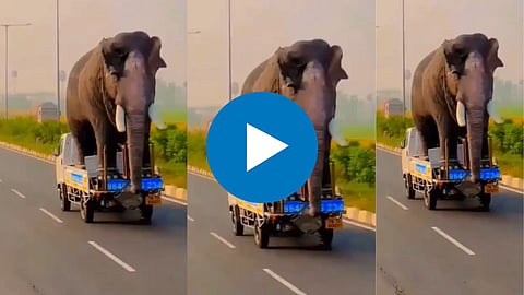Elephant Viral Video