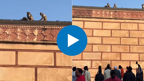 Viral Video Of Monkey