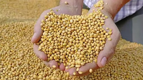 Soybean Price