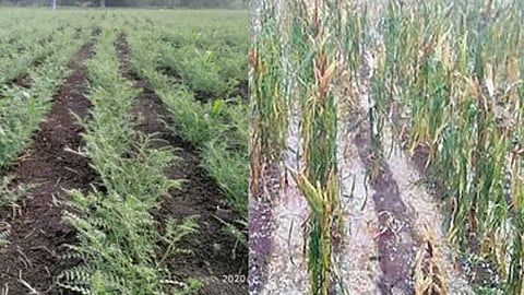 Onion Crop