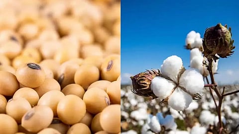 Cotton Soyabean Price