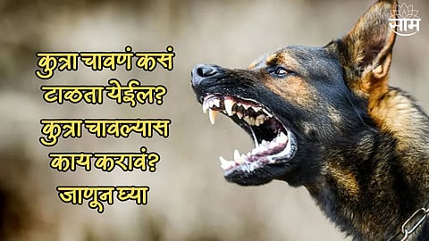 Preventing Dog Bites