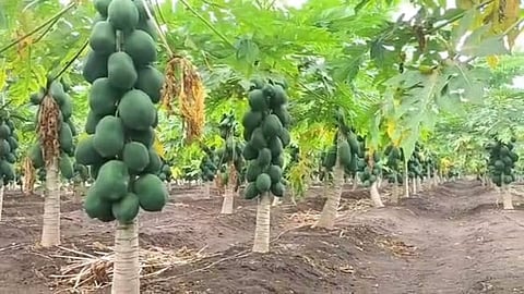 papaya rate increased in nandurbar