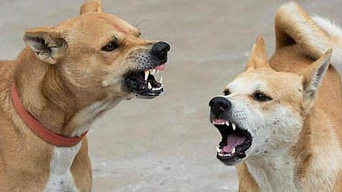 Stray Dog Attacks