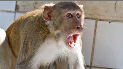 Monkey Attack