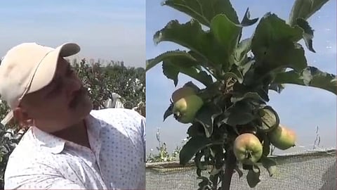 farmer successfully grows apple in palkhed near nashik